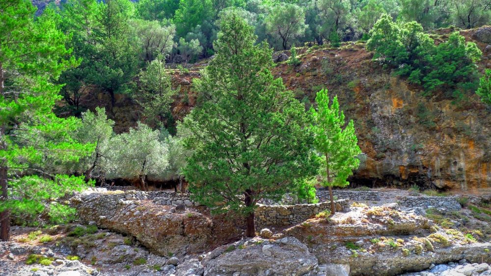 Samaria-Bäume