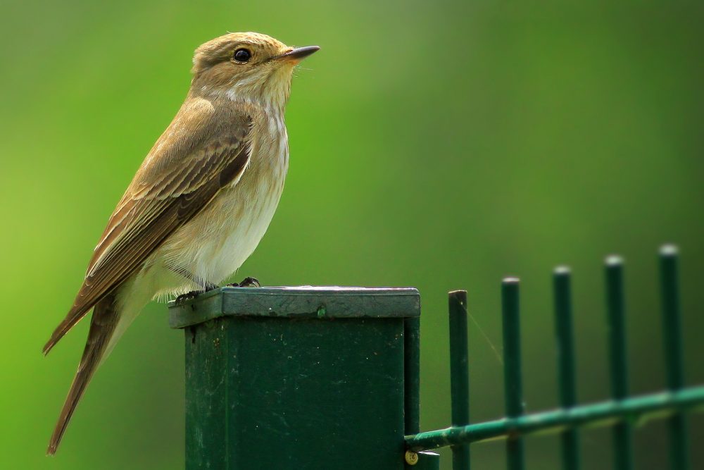 Gefleckter Fliegenfänger