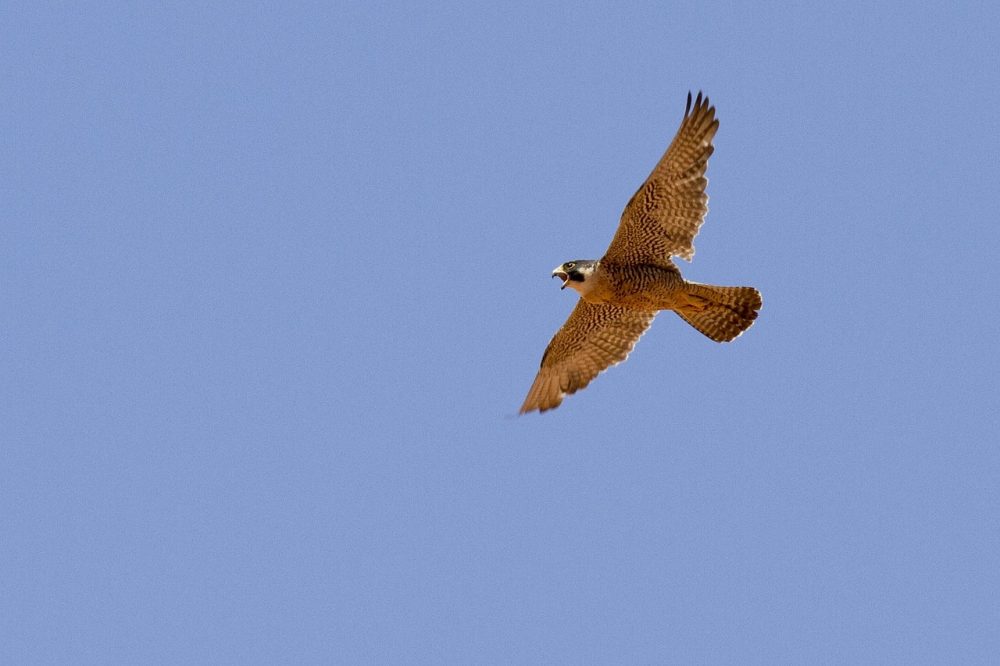 Pelegrine Falcon