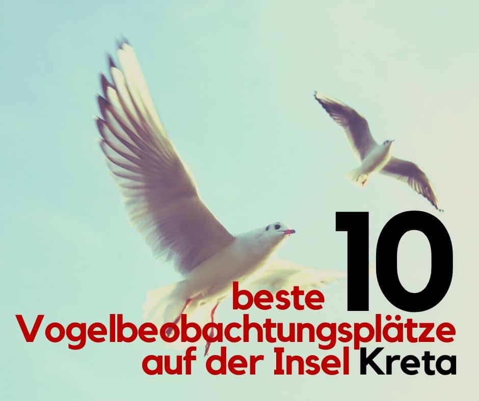 10 Beste Vogelbeobachtungsplätze auf der Insel Kreta